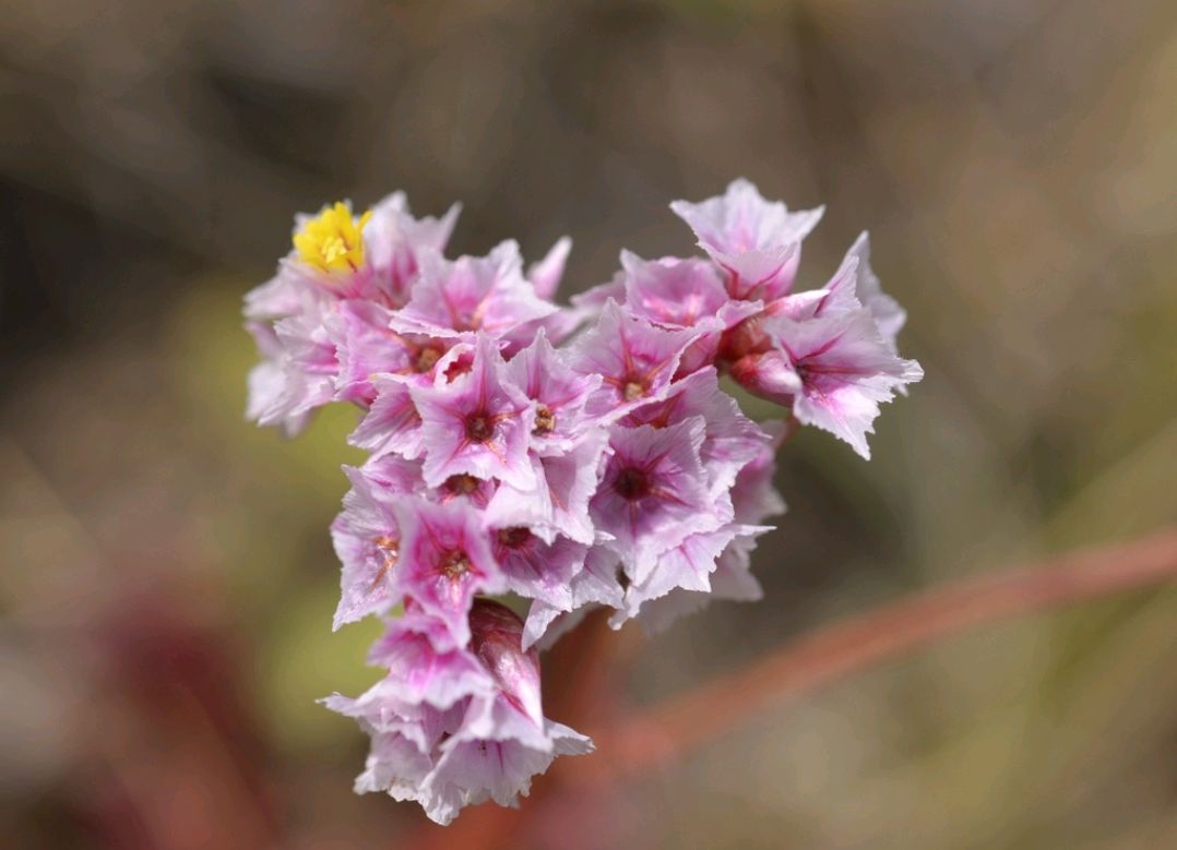 中药古今研究:补血草
