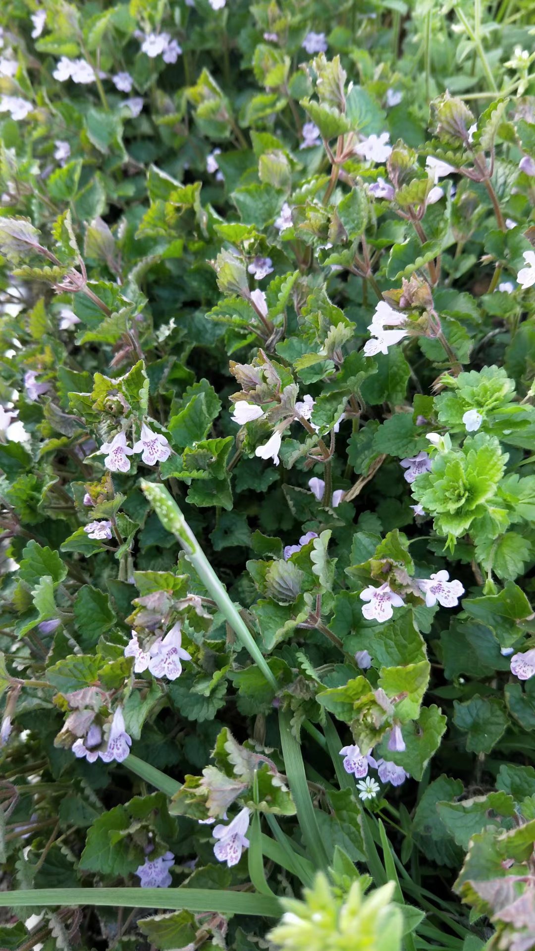 连钱草花图片图片