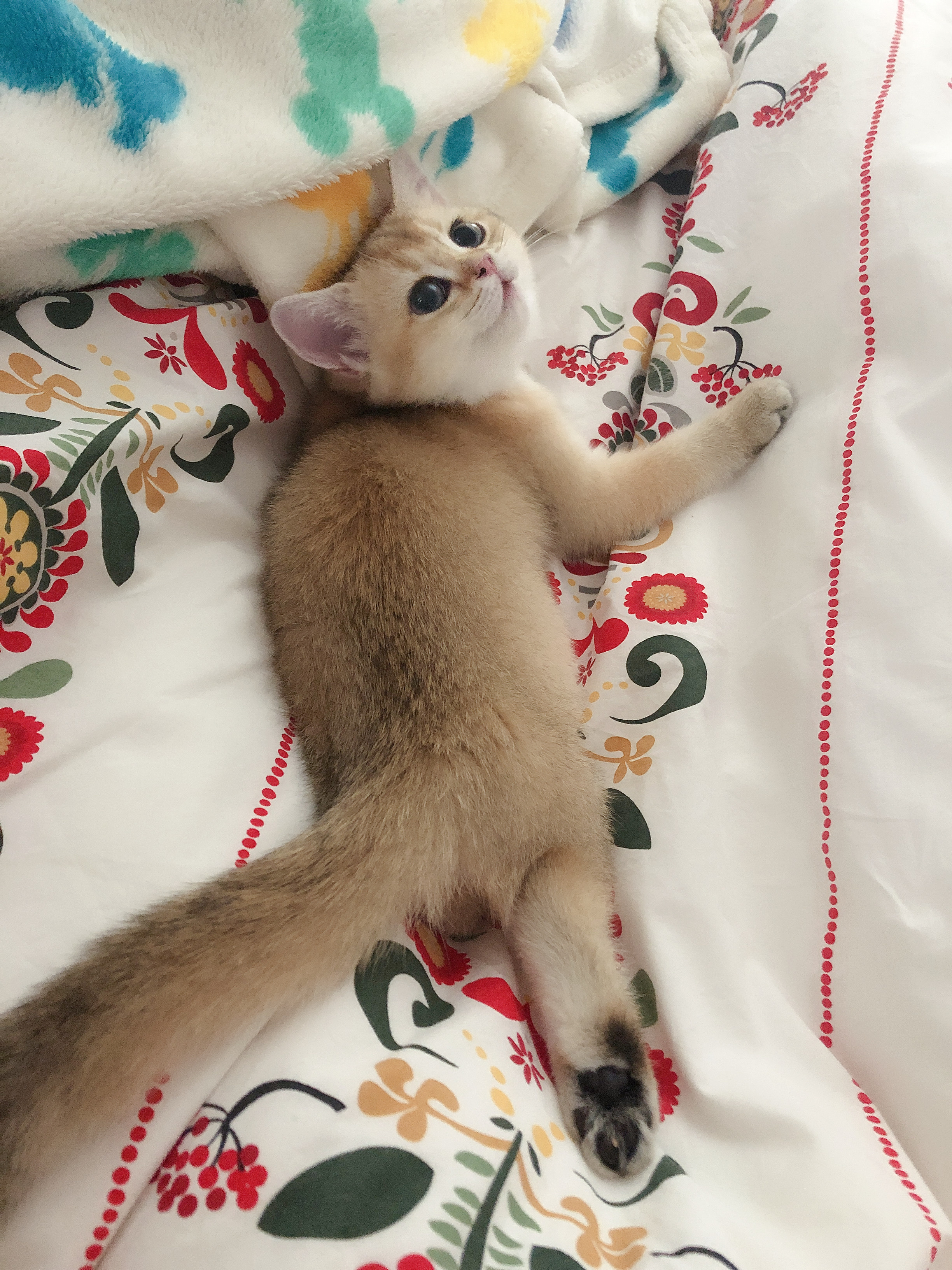 来看看这俩小猫咪的离谱睡姿 首先是asa你睡的咋就这么不正经呢?