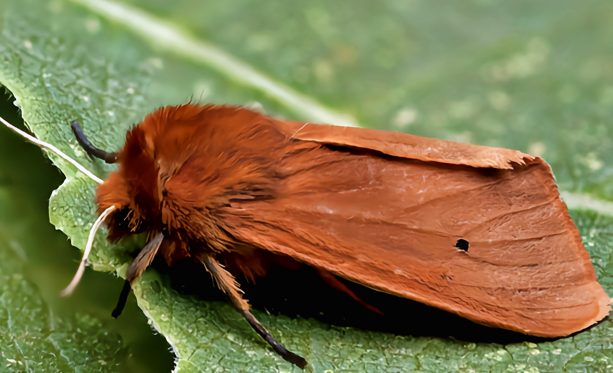 每天认识一种昆虫——亚麻篱灯蛾 亚麻篱灯蛾别名亚麻灯蛾,红黑点小