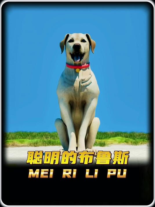 聪明的布鲁斯