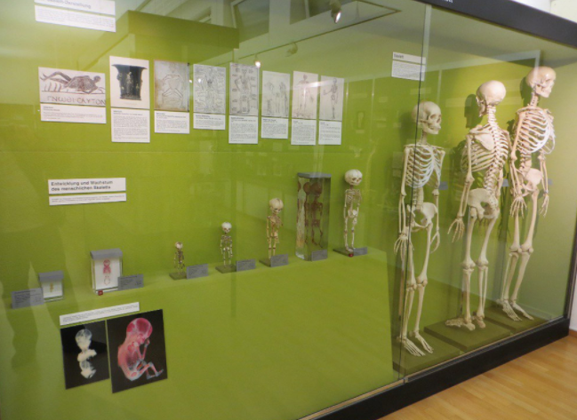 伦敦女性身体博物馆图片
