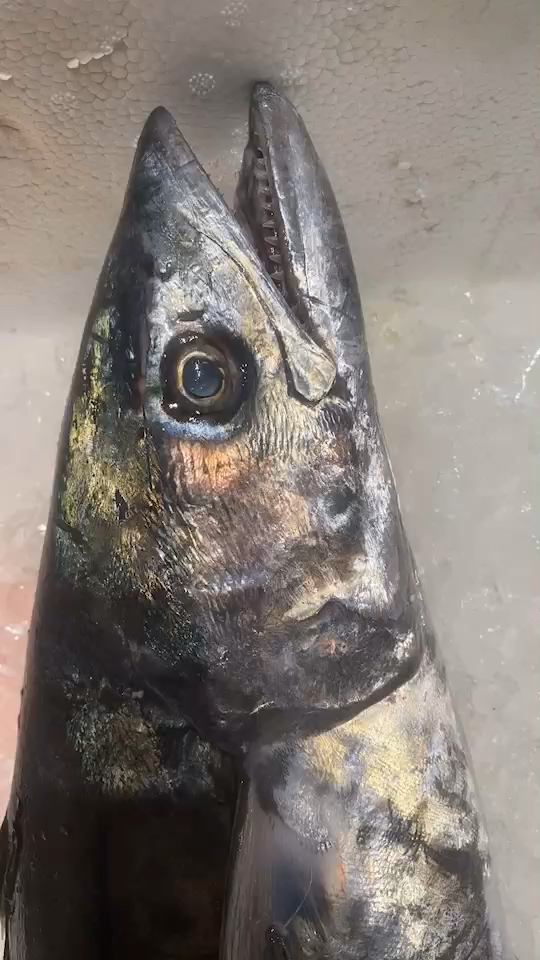 蓝点马鲛鱼,川乌