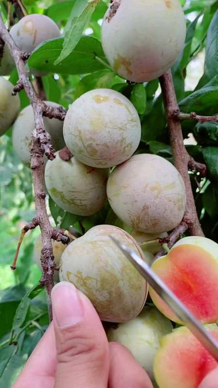 牛心李子,果粉好,口感甜,8月初成熟-度小视