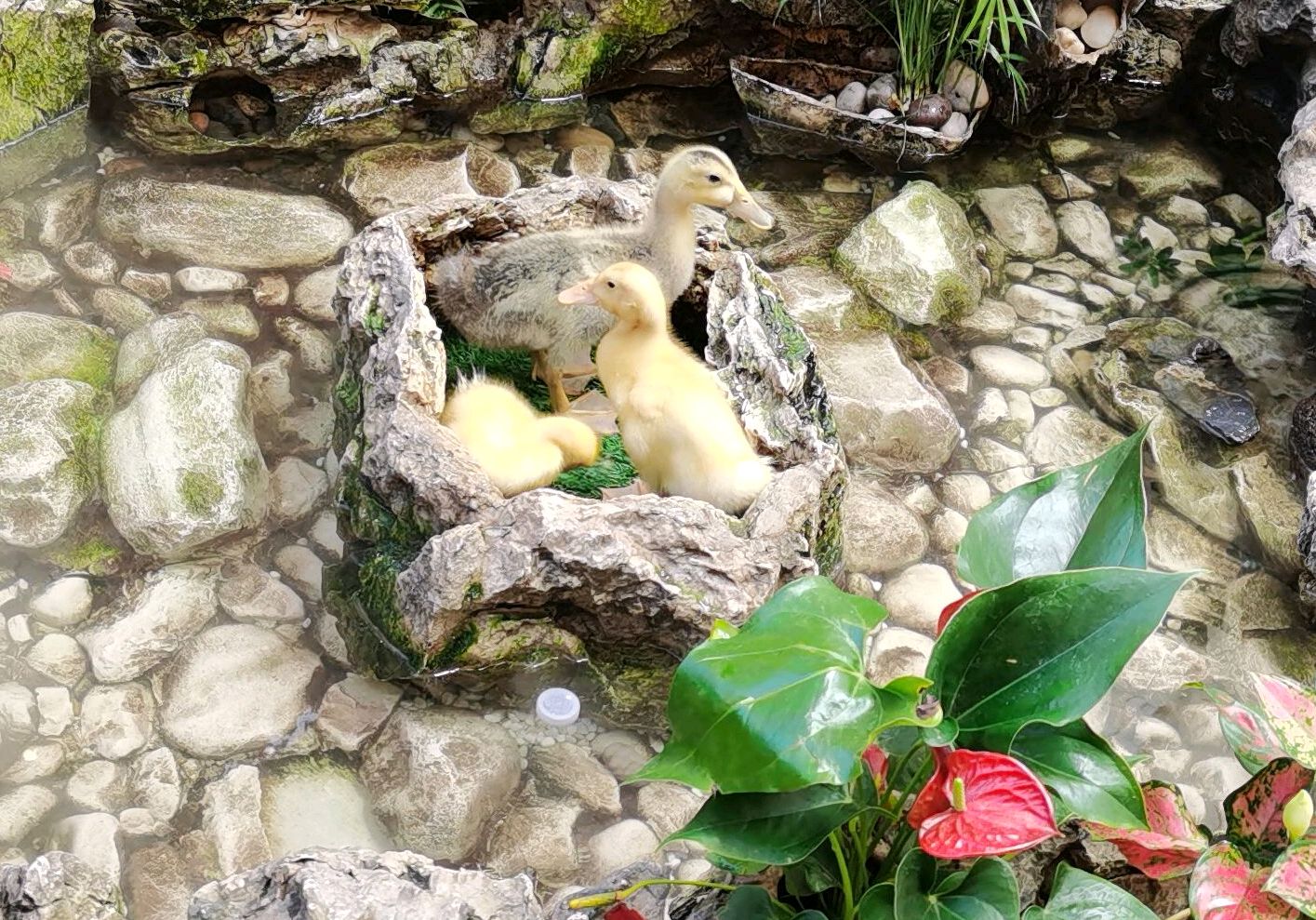 西安赛格室内瀑布,最顶端荷塘里有鸭子游动,参观的人真多