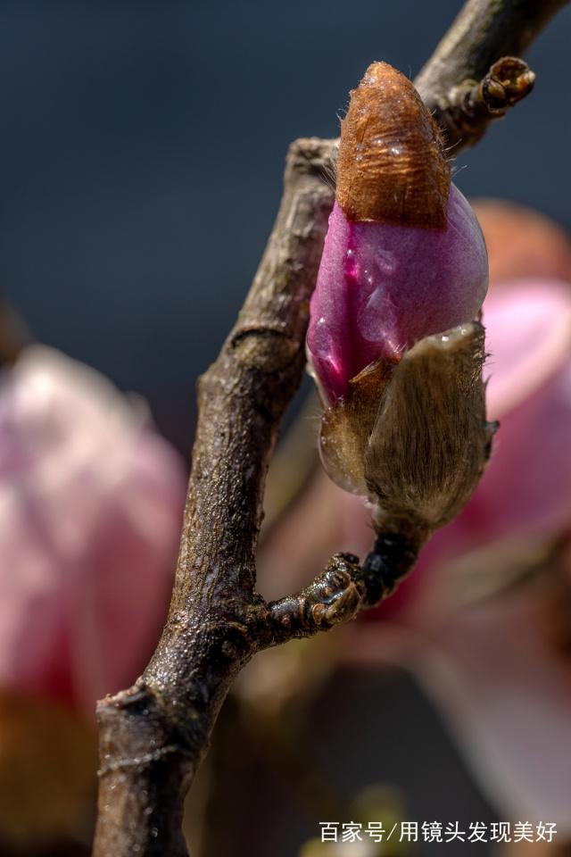 报春的玉兰花:紫花玉兰