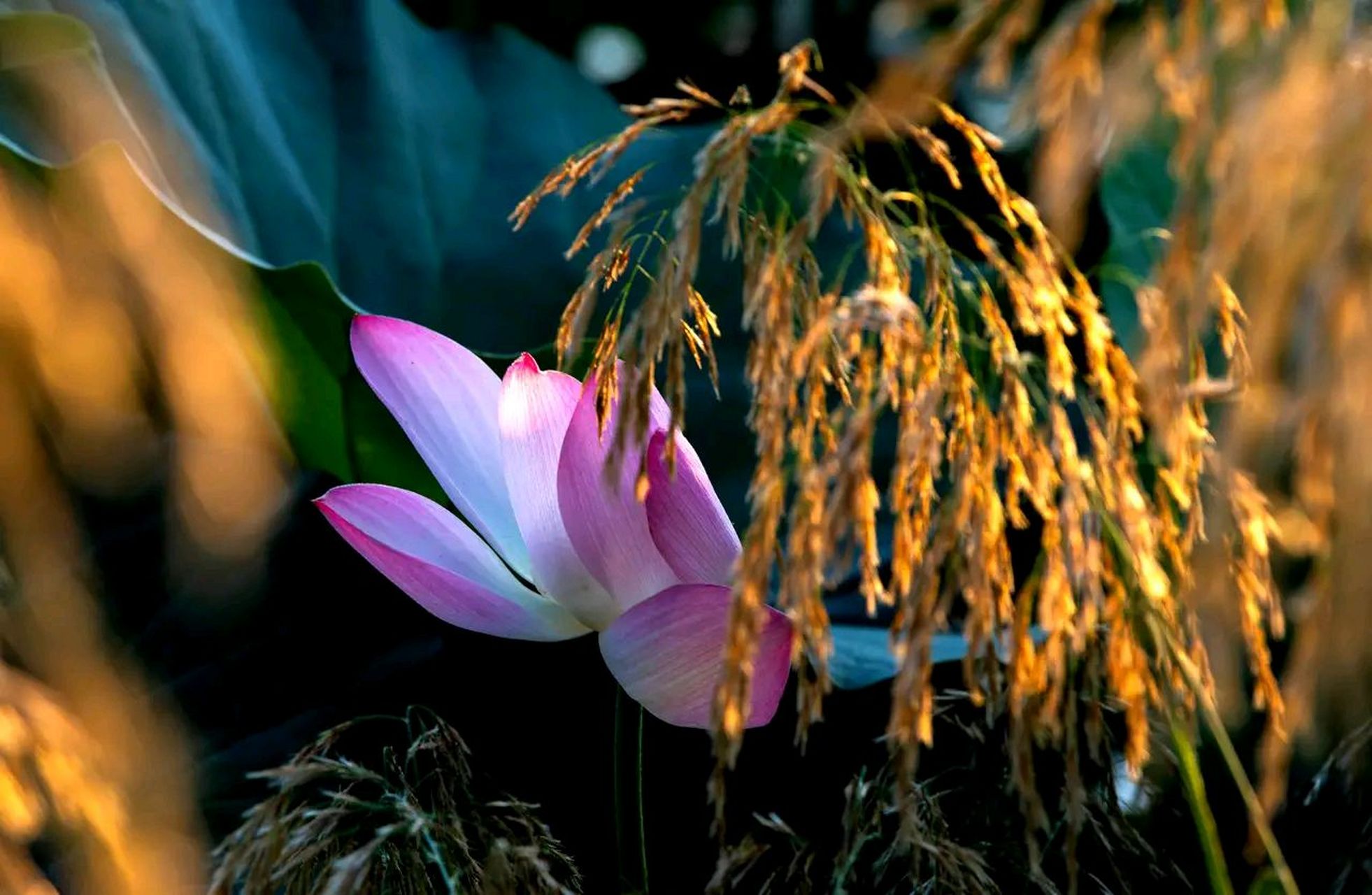 荷塘秋色,秋天的荷花#摄影# #中国美景大赏