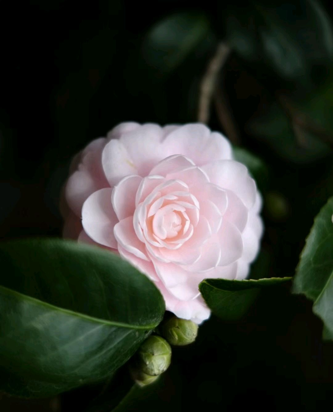 我似乎明白了为什么有那么多人喜欢上茶花了,粉粉嫩嫩的,又有多少人能