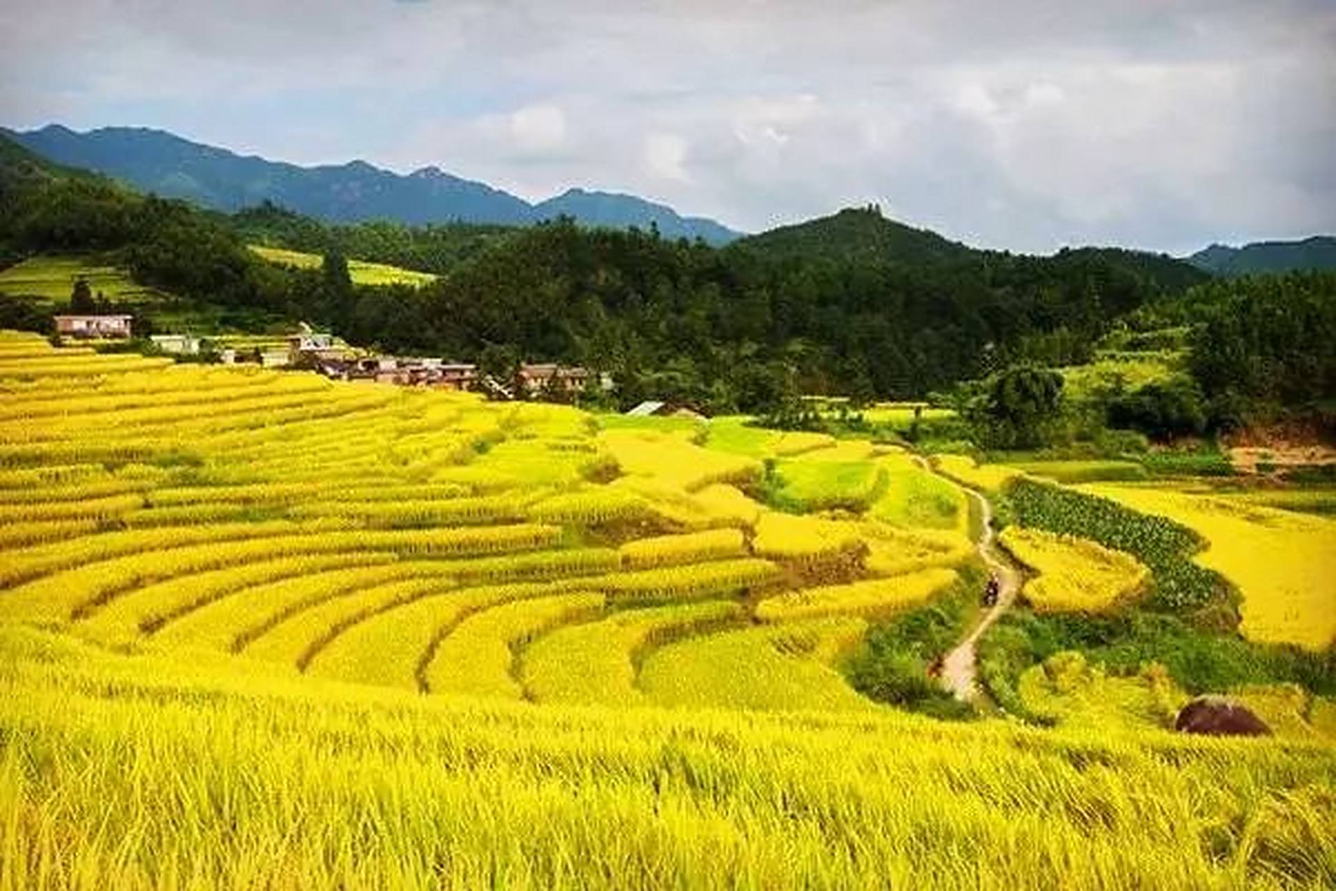 早秋漫游指南# 进入九月,河南省信阳市固始县武庙集镇锁口梯田的水 