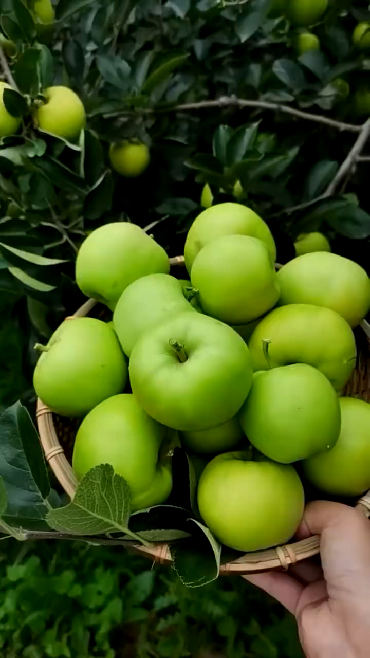 印度青苹果苗 果实脆甜多汁 树势旺盛 花芽分化量充足 丰产性强