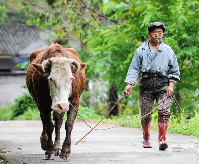 怀孕母牛被卖屠宰场,一路流泪下跪,老人花2万养老金救牛