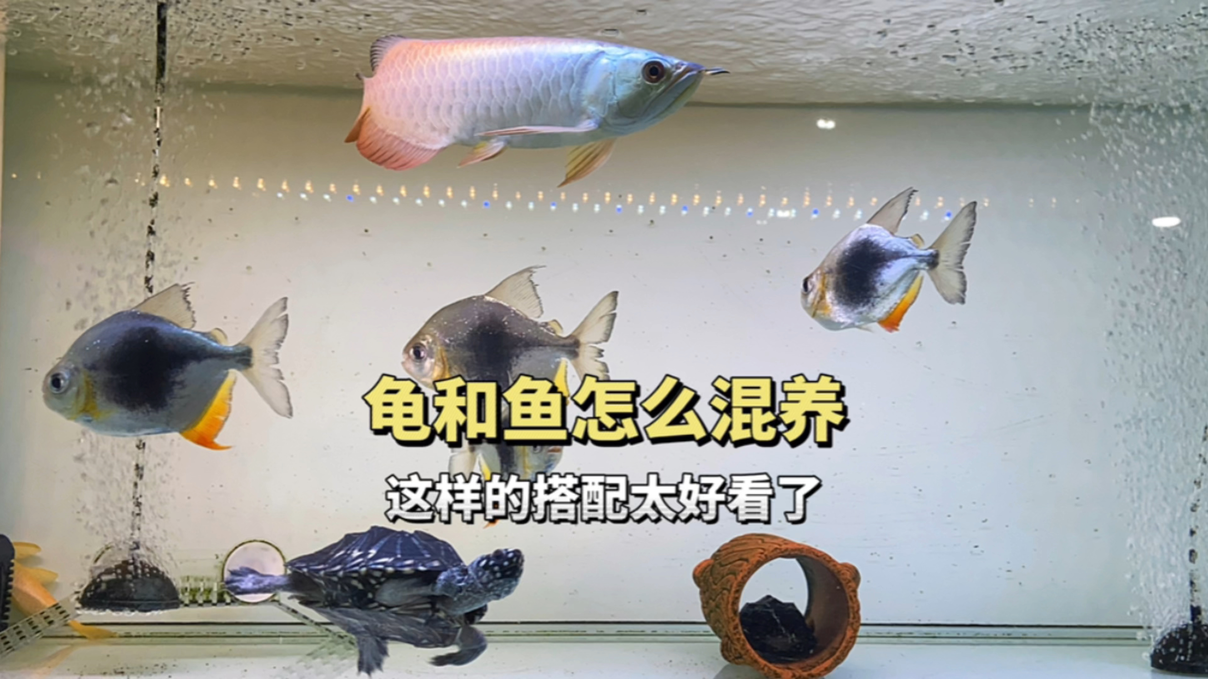 鱼和龟怎么混养?鱼龟混养这样搭配太好看了