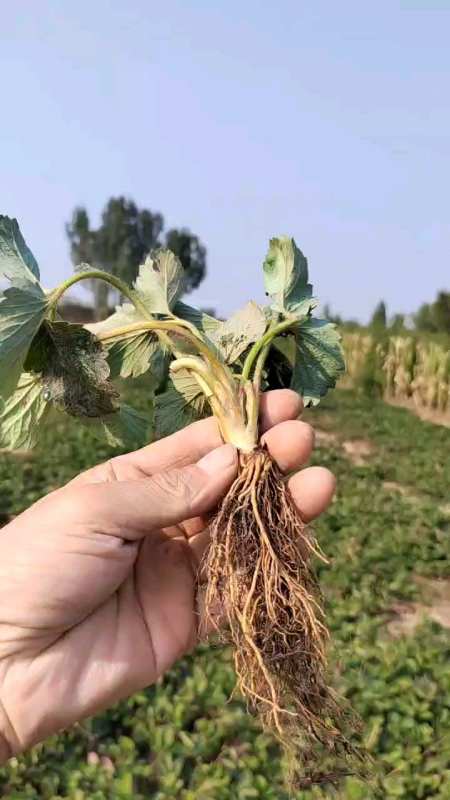 大叶红颜九九草莓苗基地,矮粗壮-度小视