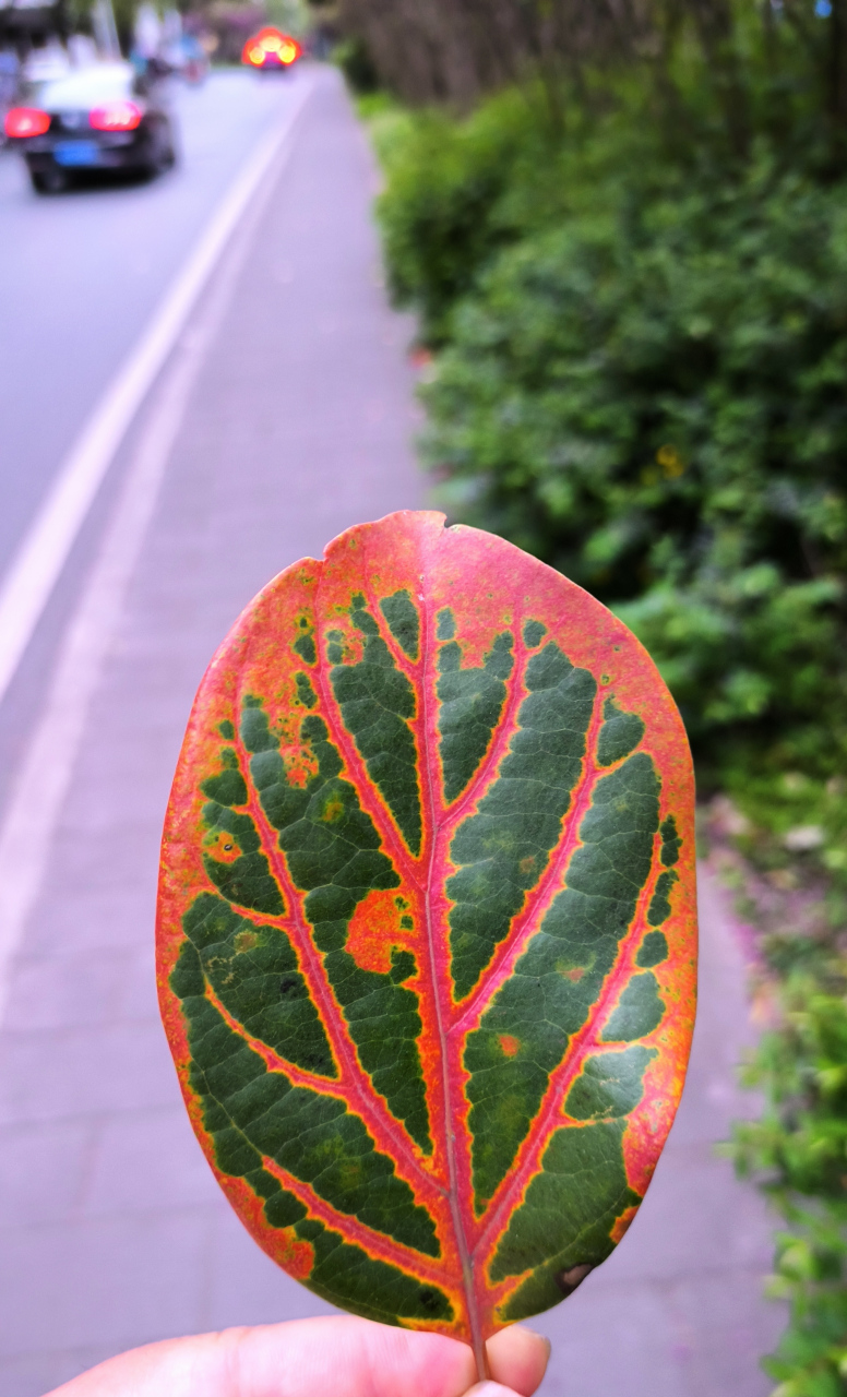 回家的路上,捡到一片好看的叶子.