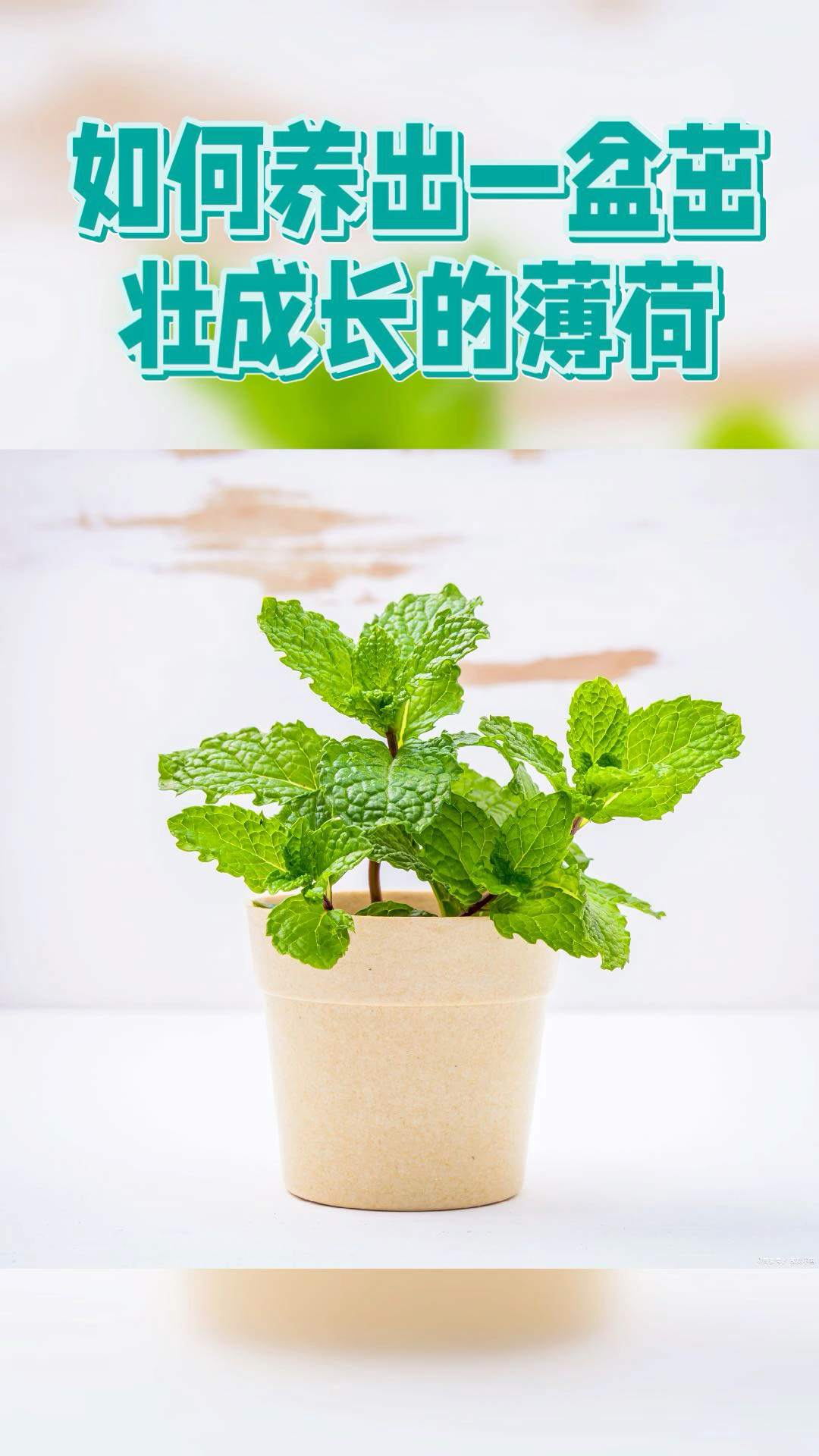 盆栽花卉-42《如何养出一盆茁壮成长的薄荷》