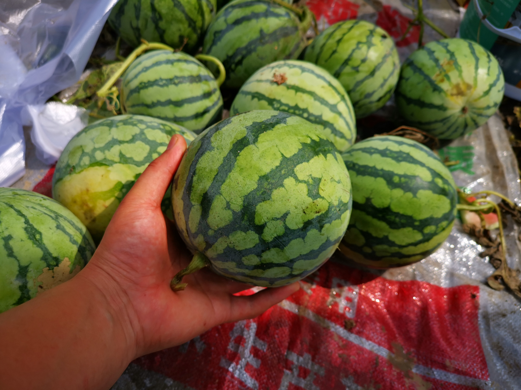 【4毛钱一斤的秋西瓜蛋子】 今天去集市转了转,街口西瓜摊喇叭循环