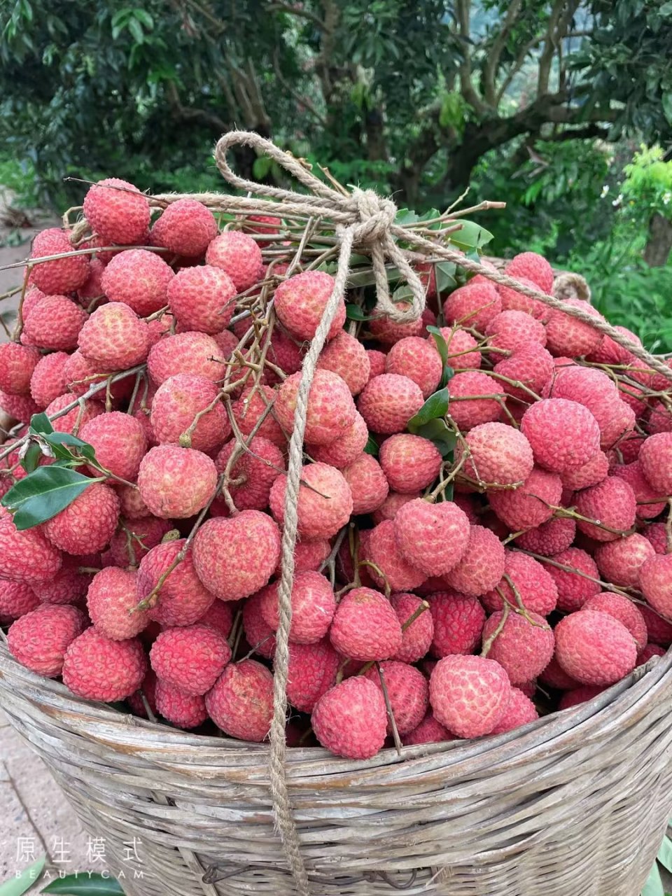 麻垌荔枝大量上市啦