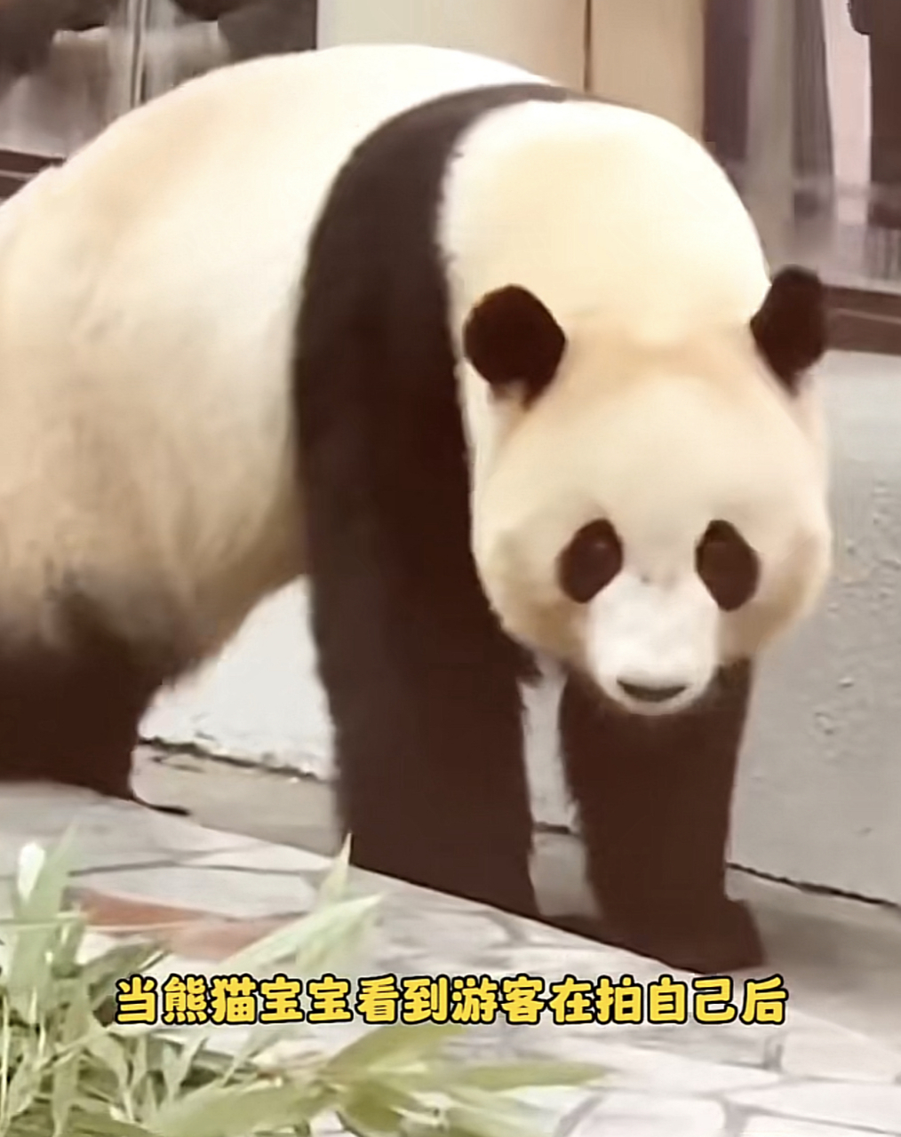 像不像村口坐着的二大爷[偷笑]