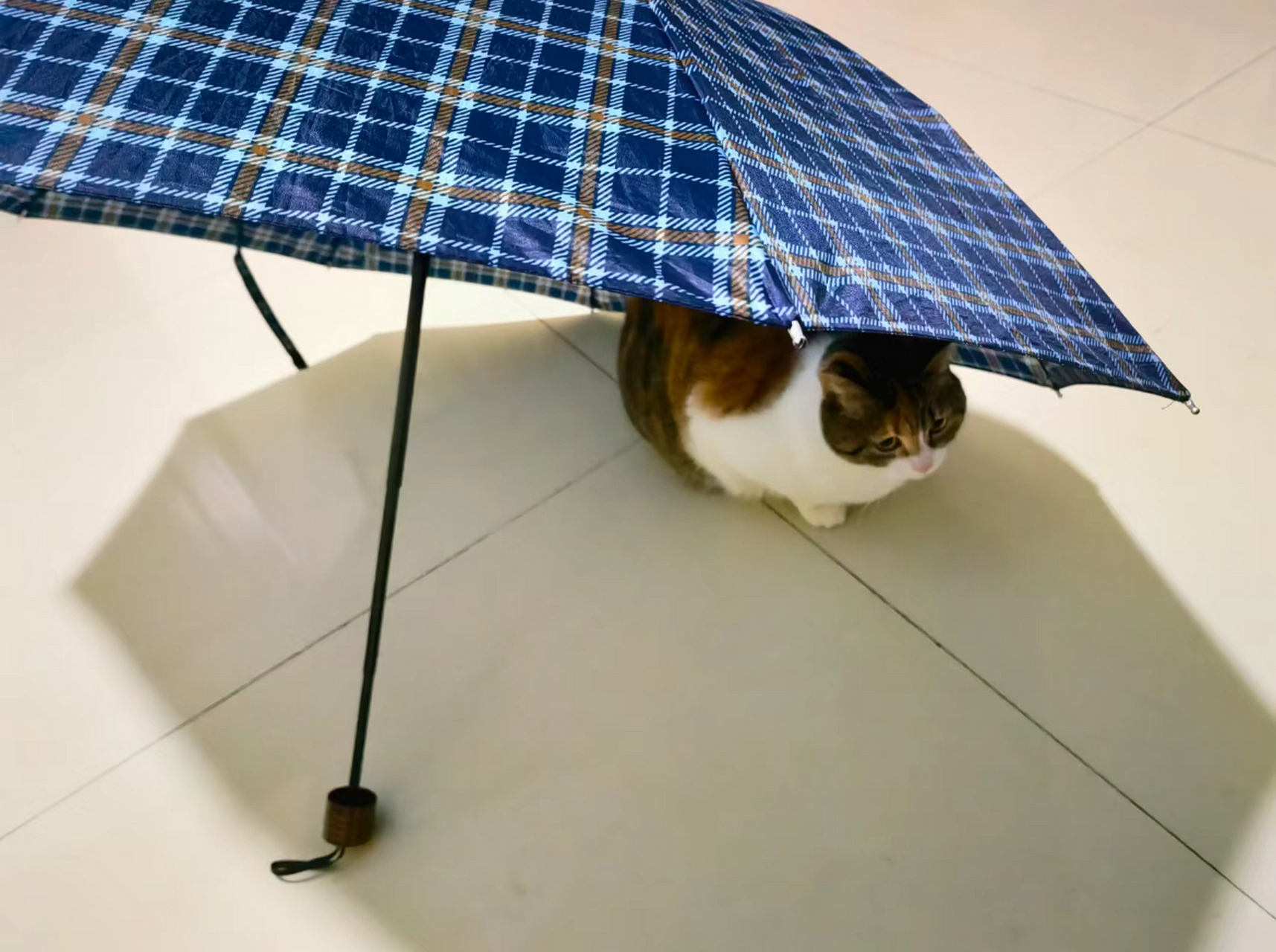 妈妈说猫在打伞