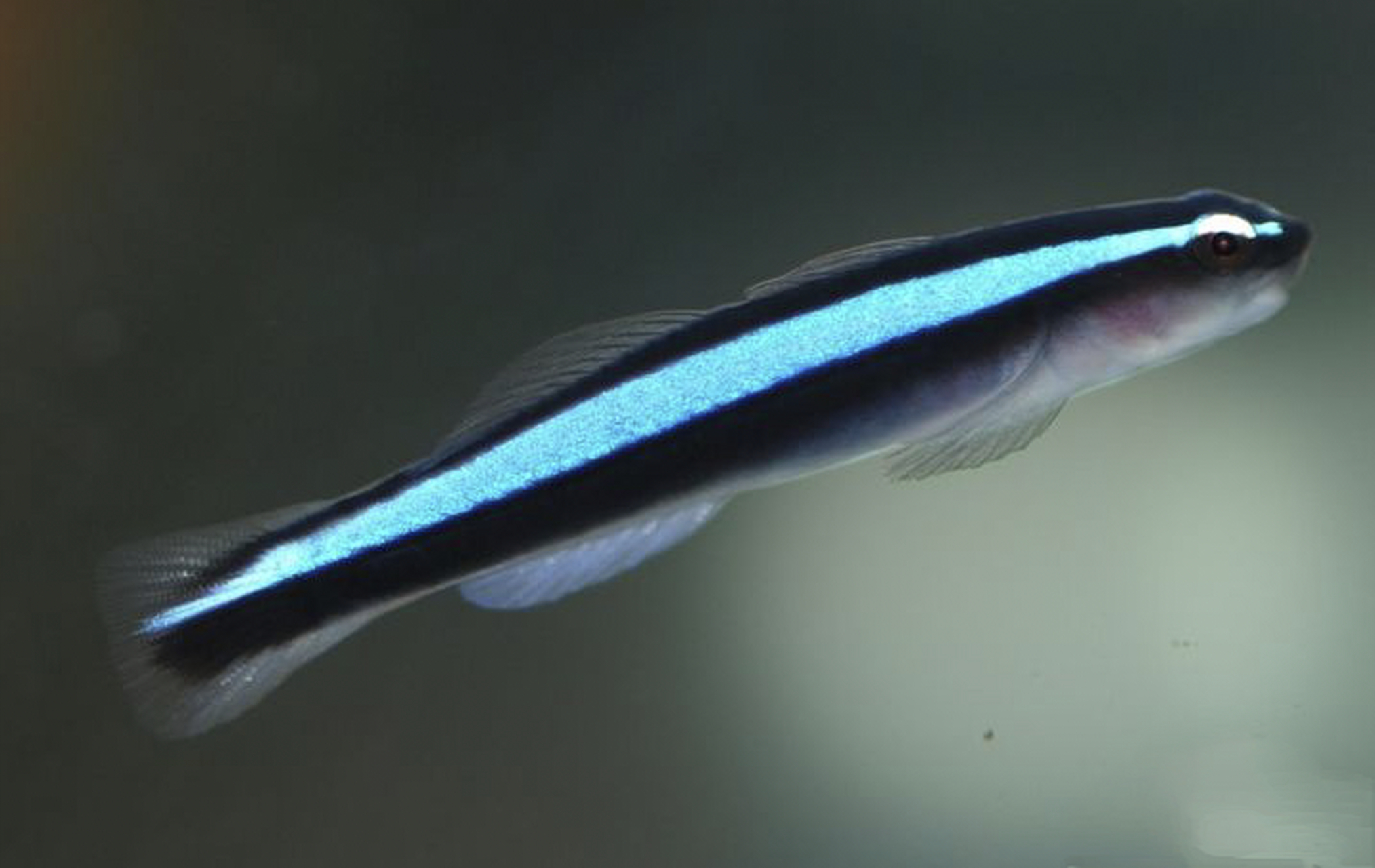 ps:蓝灯虾虎会帮助其他鱼类清除