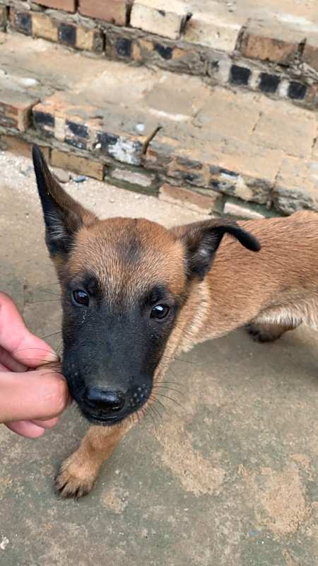 刚到家的小狗狗,是马犬,起名麻雀-度小视