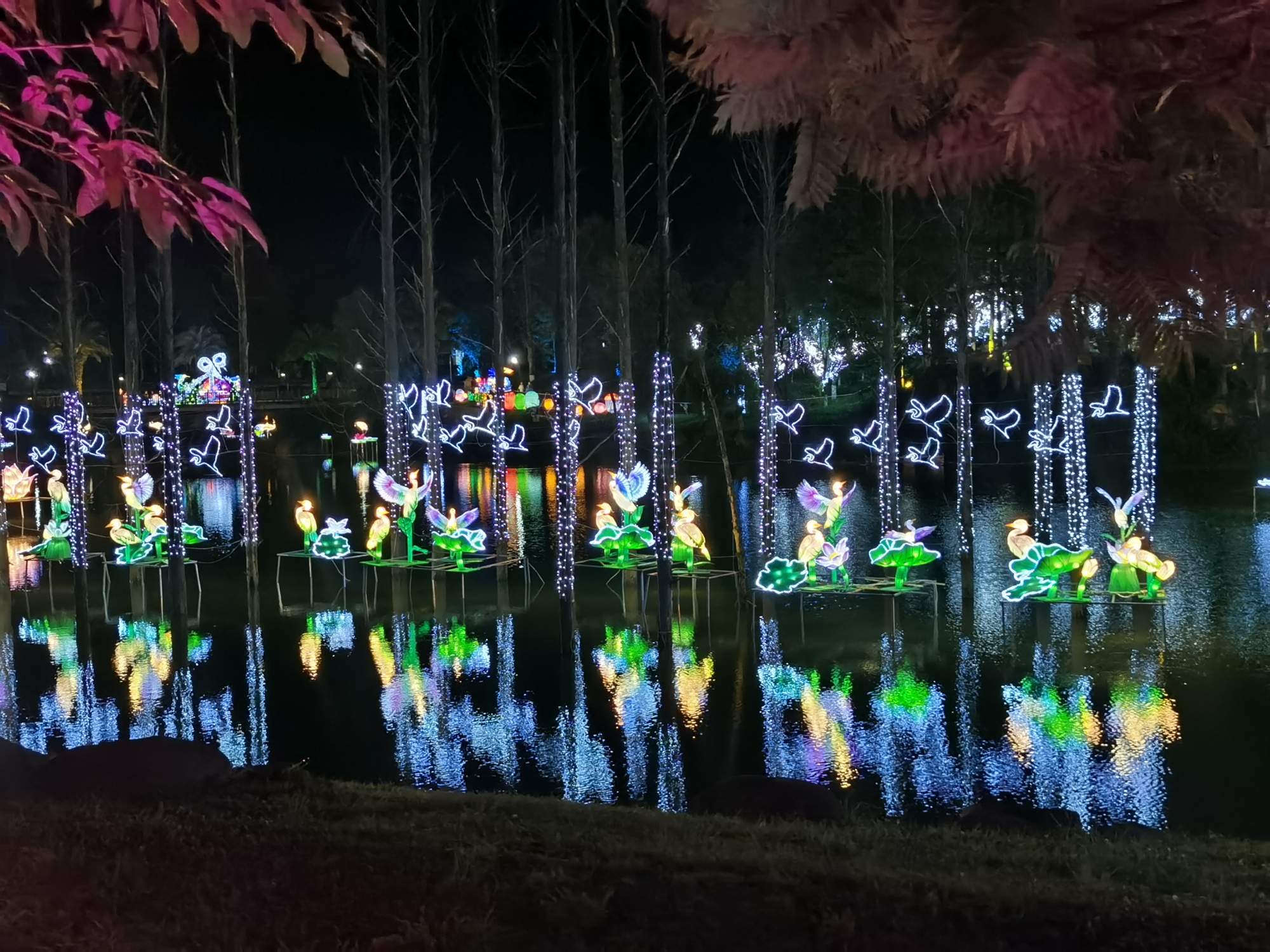"艾雅康世界爱鸟节"公益免费灯会雅安张家山夜拍