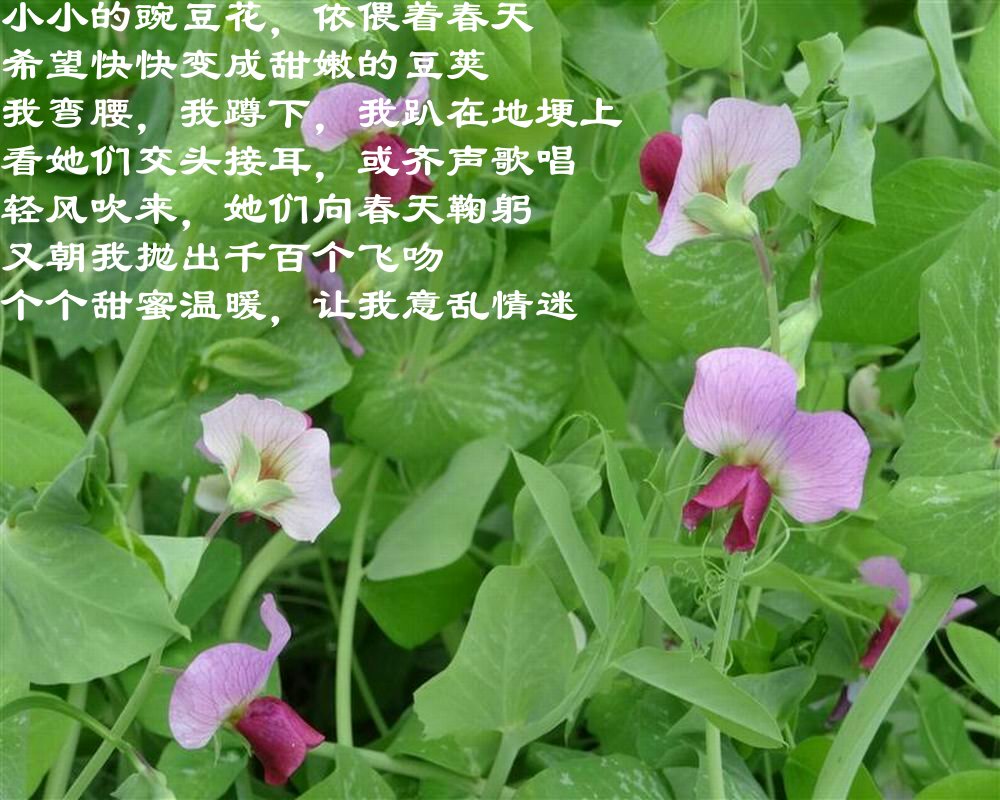 最愛春天豌豆花 文/周延鋒現代詩歌美文美圖