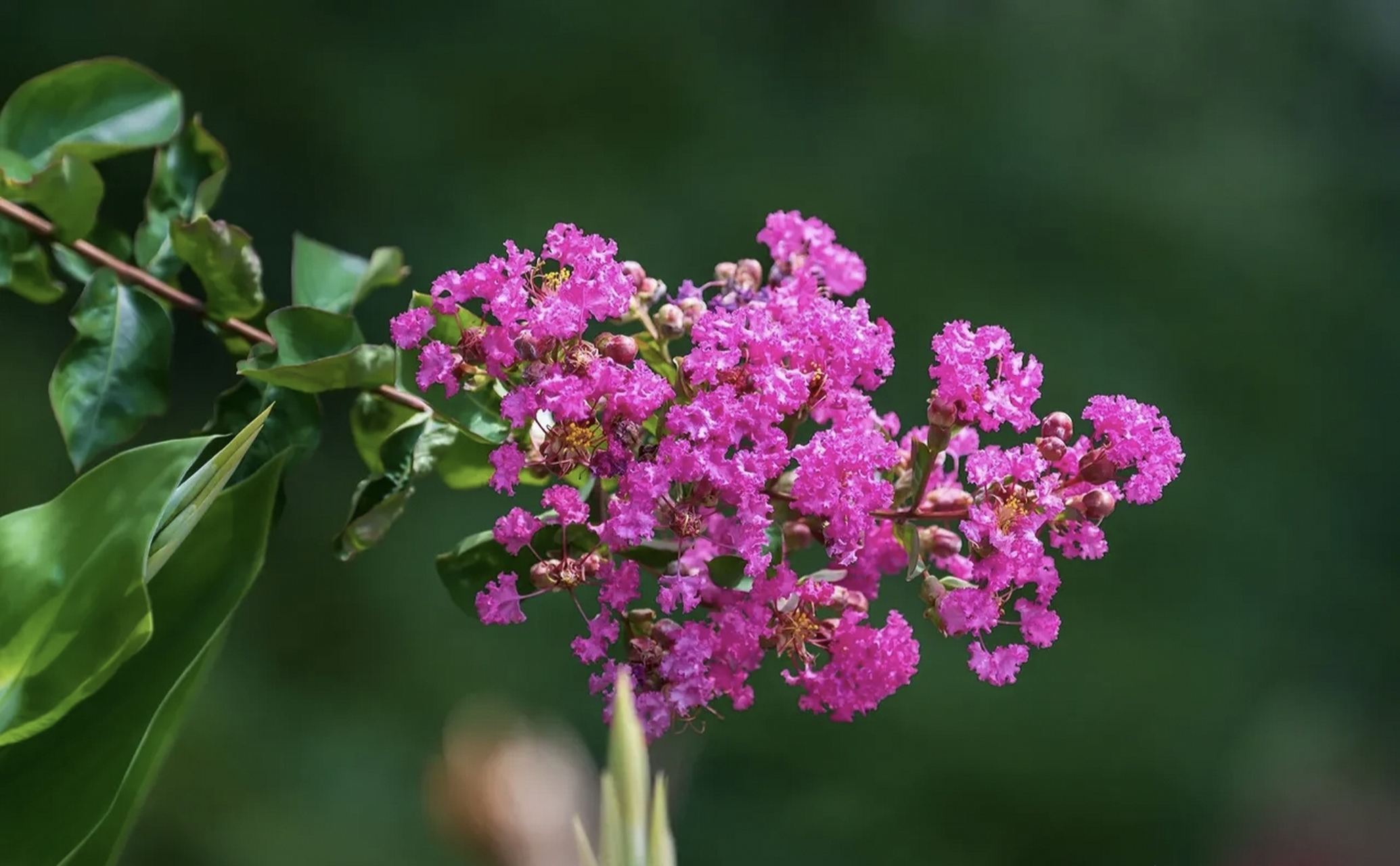知道紫薇花, 竟然是因为《还珠格格》, 紫薇格格因为出生在紫薇花开的