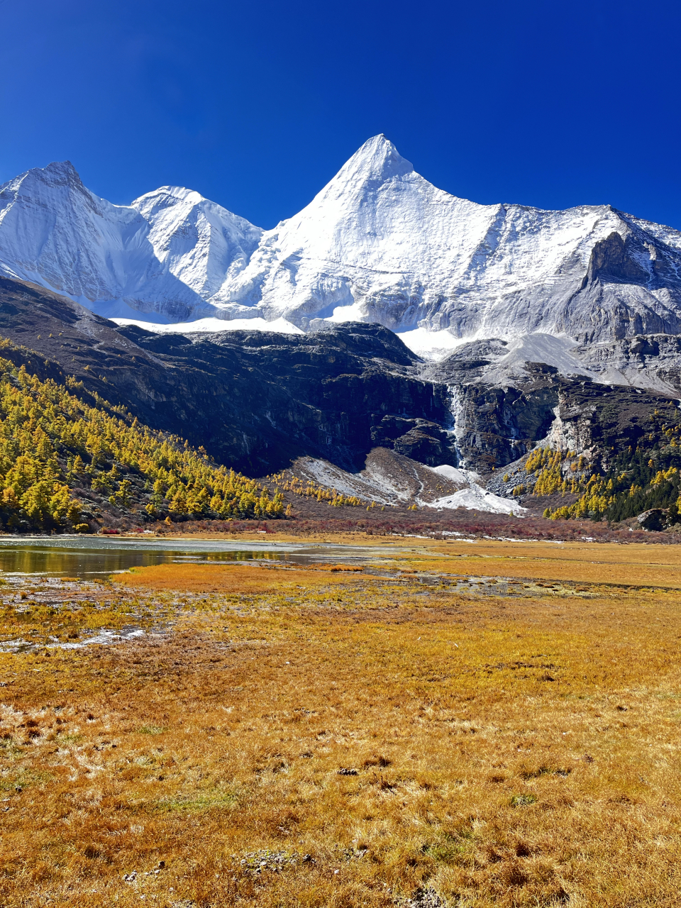 稻城亚丁洛绒牛场