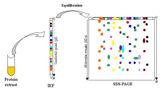 二维凝胶电泳 (2-de)