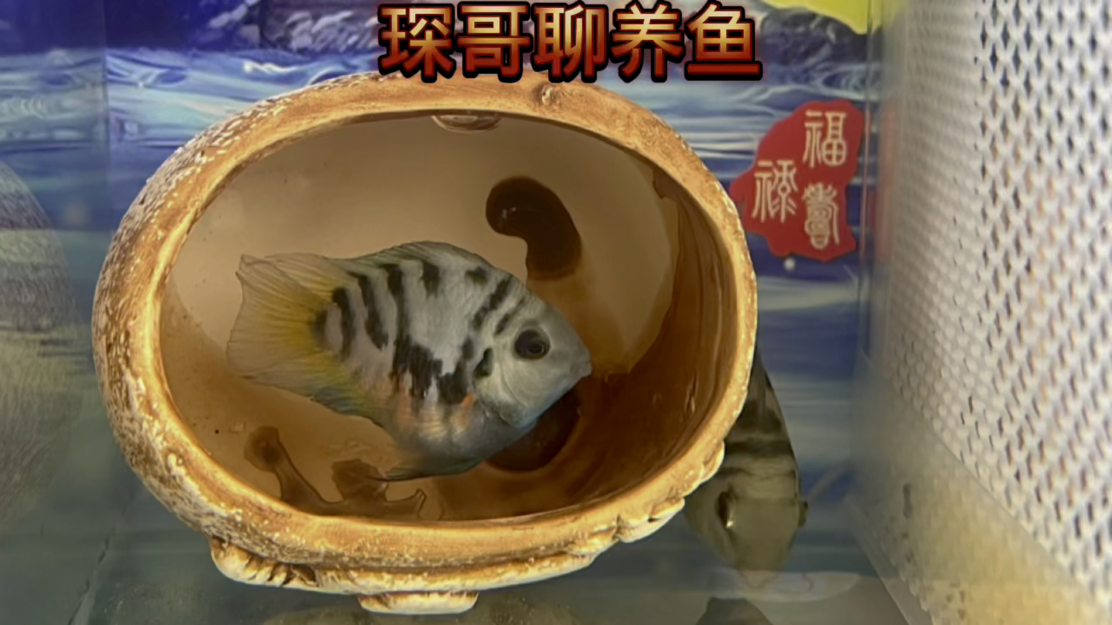 迷你鹦鹉小鱼苗死亡的原因