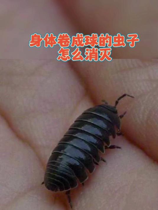 身体卷成球的虫子怎么消灭干净