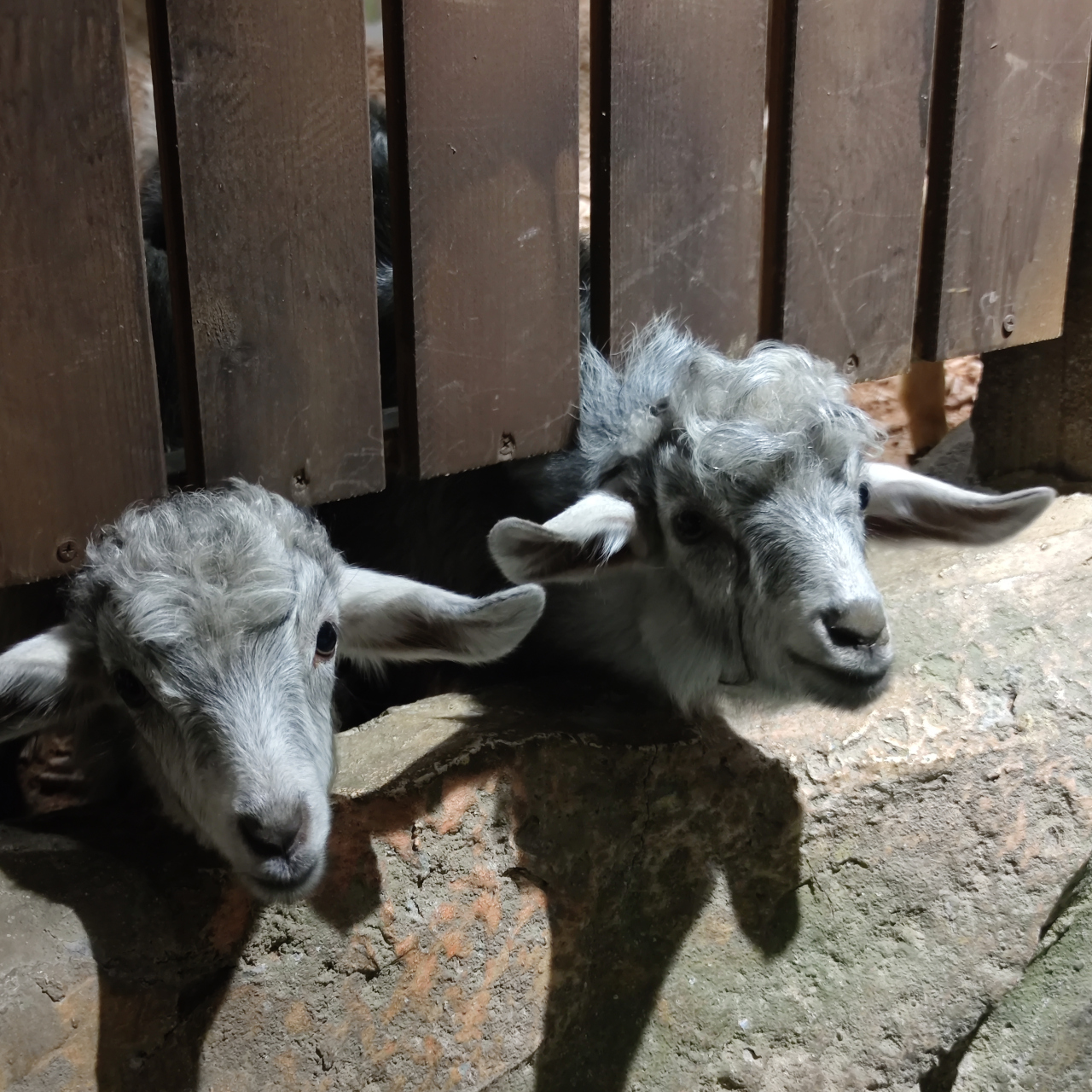 是个大朋友呀#珠海# 珠海首家室内动物园坐标在珠海印象城!