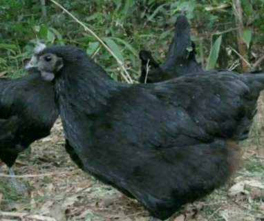 黑腿鸡是什么品种