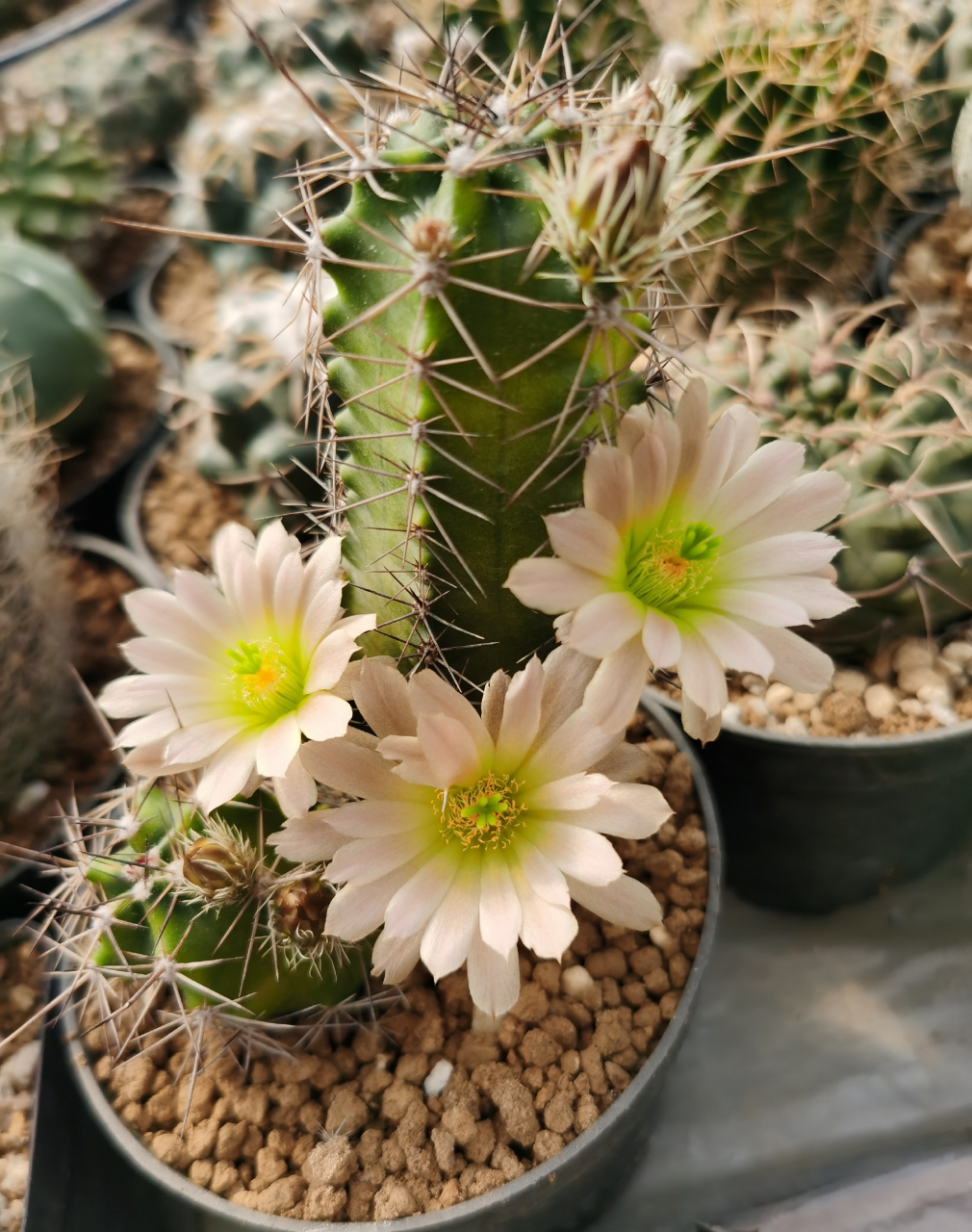 虾属仙人球花,看到这种仙人球 千万离远点!