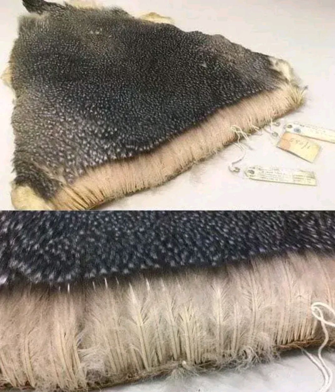 企鹅皮毛结构图片