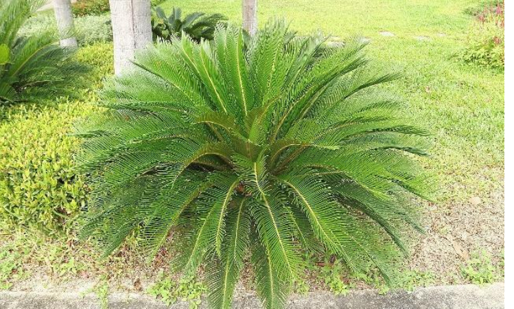 一些需要较高强光照的植物