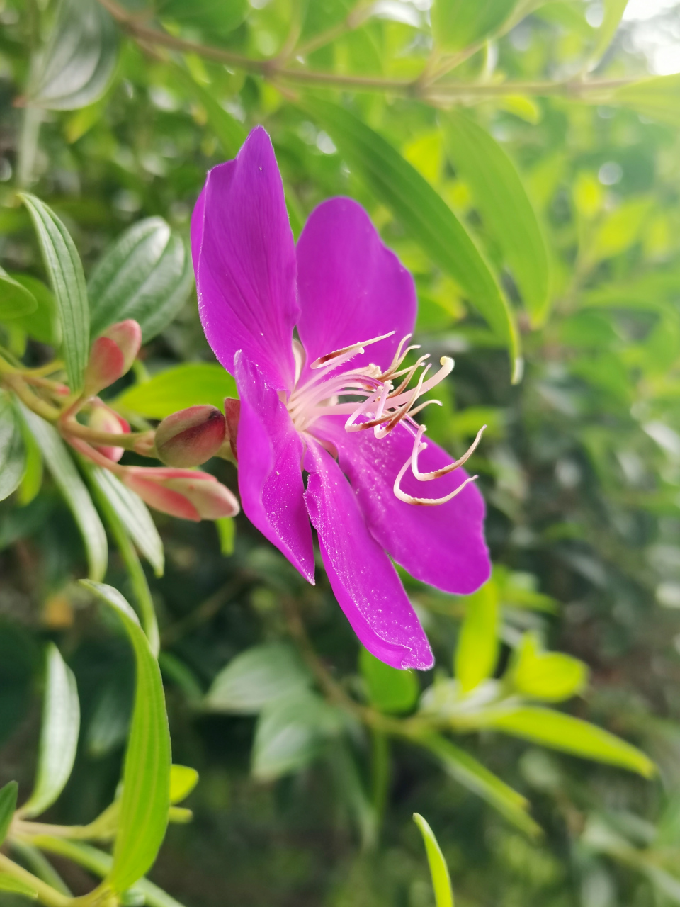 巴西野牡丹花期多长图片