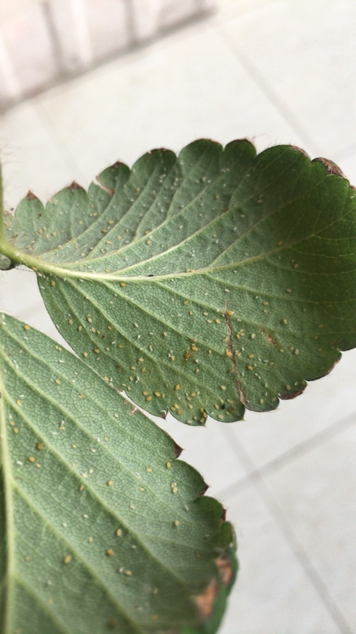 草莓蚜虫防治常用药物
