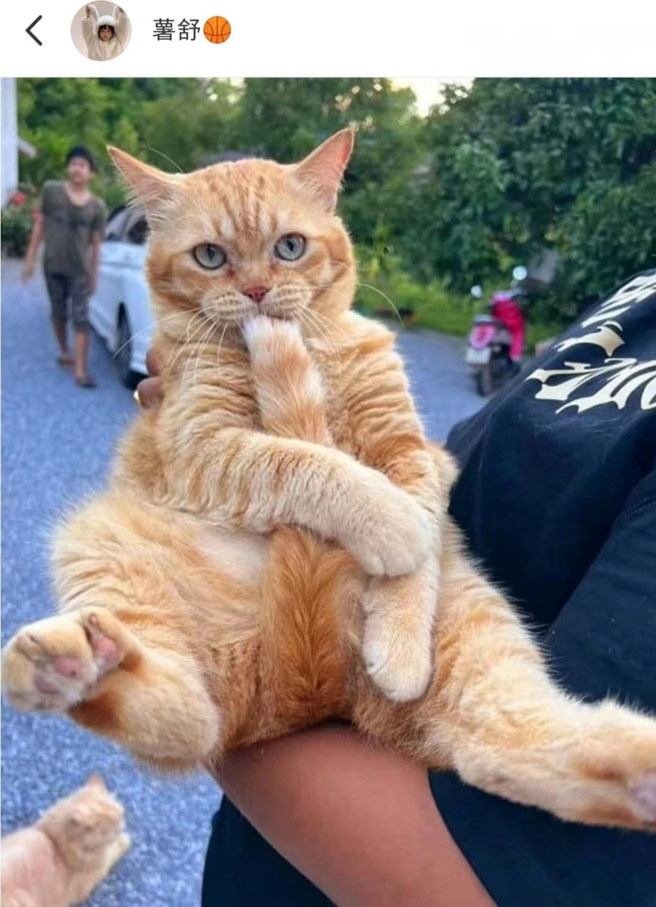 谁家小猫咪咬着自己的尾巴不松口呀,太可爱了,被萌翻了