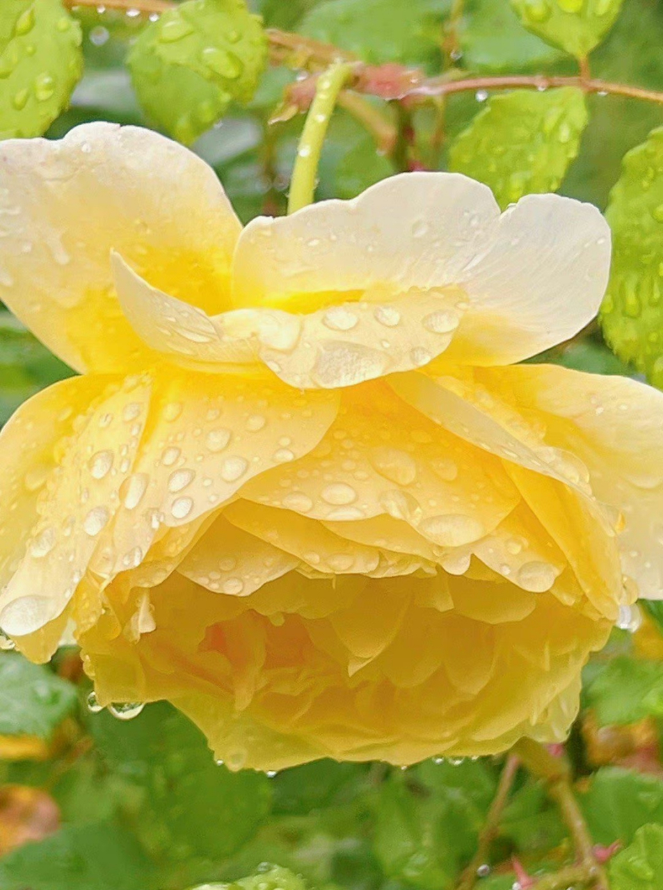 雨中花|雨中的月季花,格外清新秀美～月季最美的时候,是含雨噙珠落花