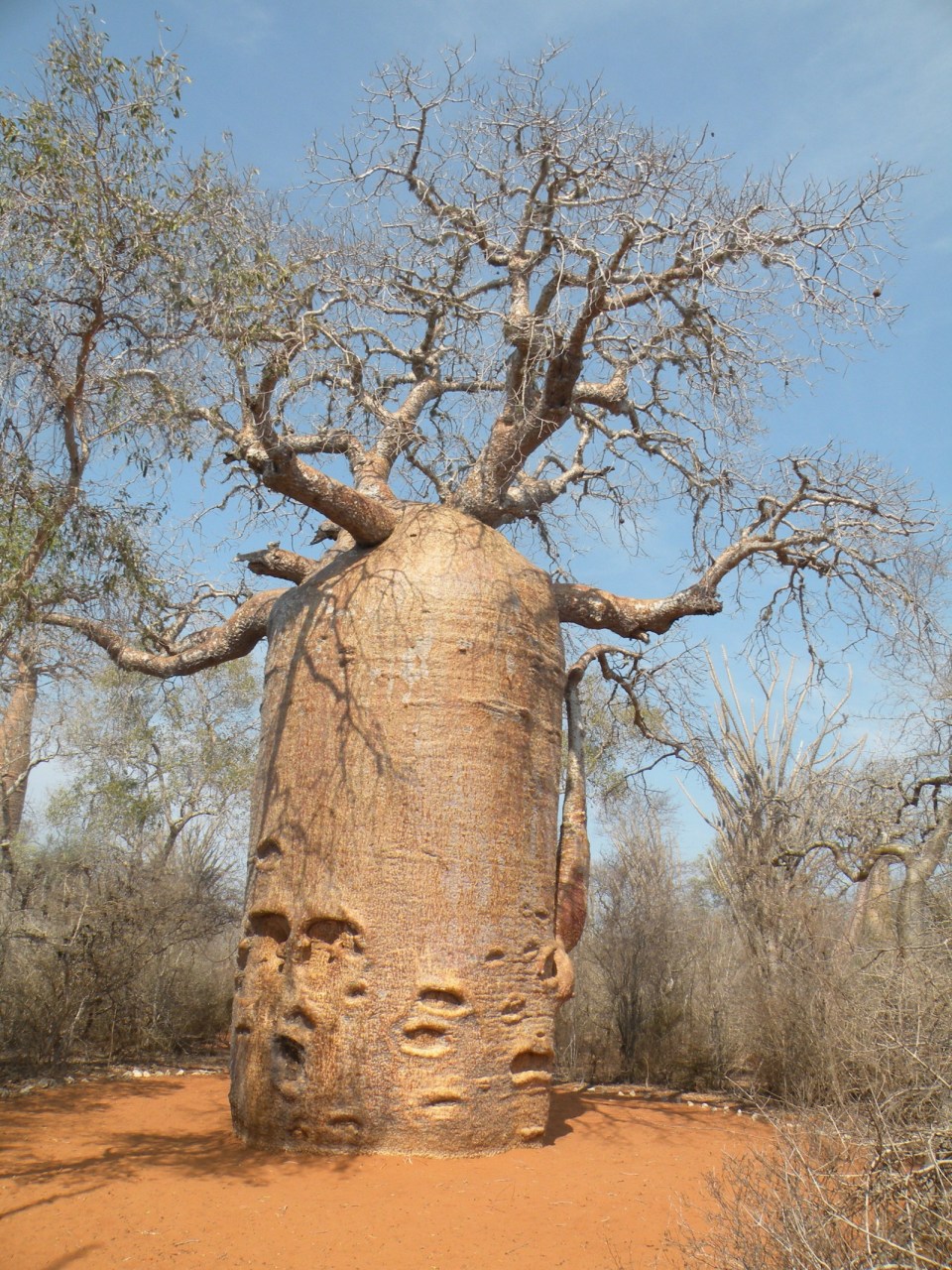 也称巨型杏仁果,瓜达尔卡纳榕,是非洲大陆上的一种常绿树木,常见于