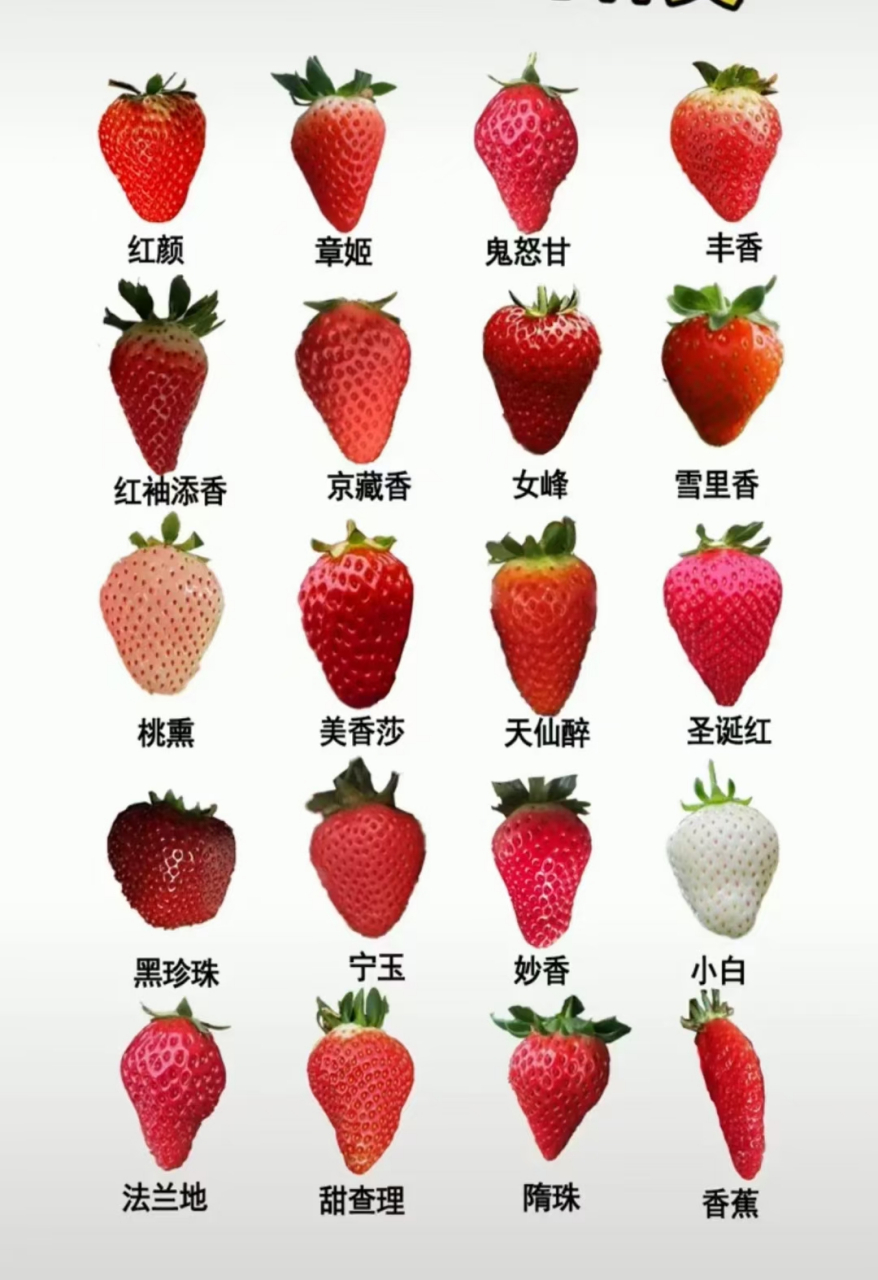 一图认识草莓种类 下次该知道自己吃的是啥品种了.