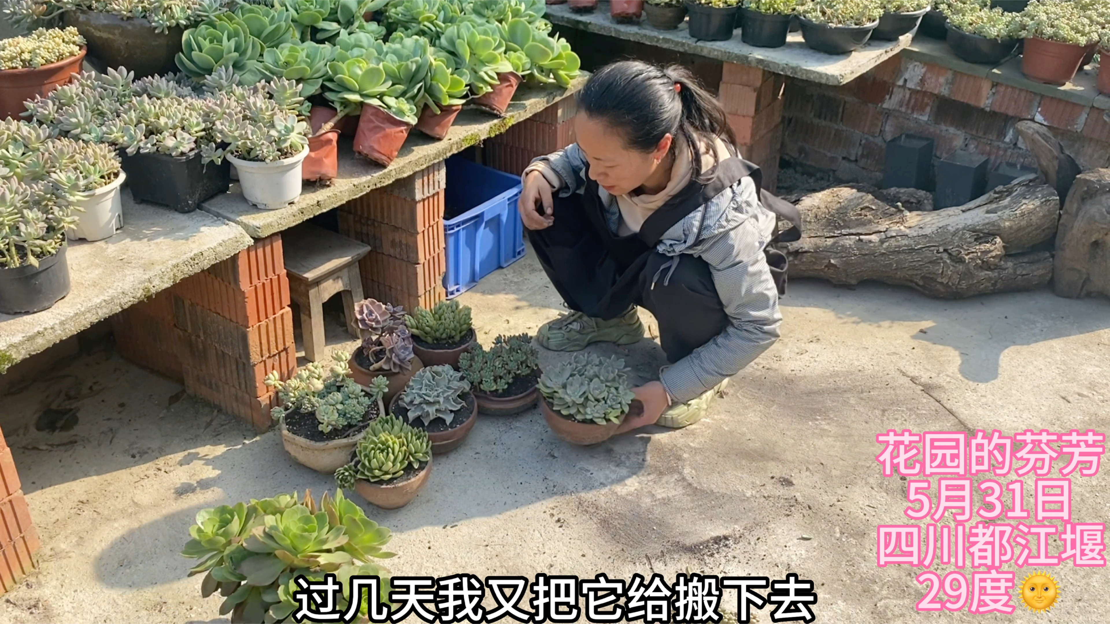 抓住秋天的尾巴:一口气种10盆多肉,露养的网友可参考一下