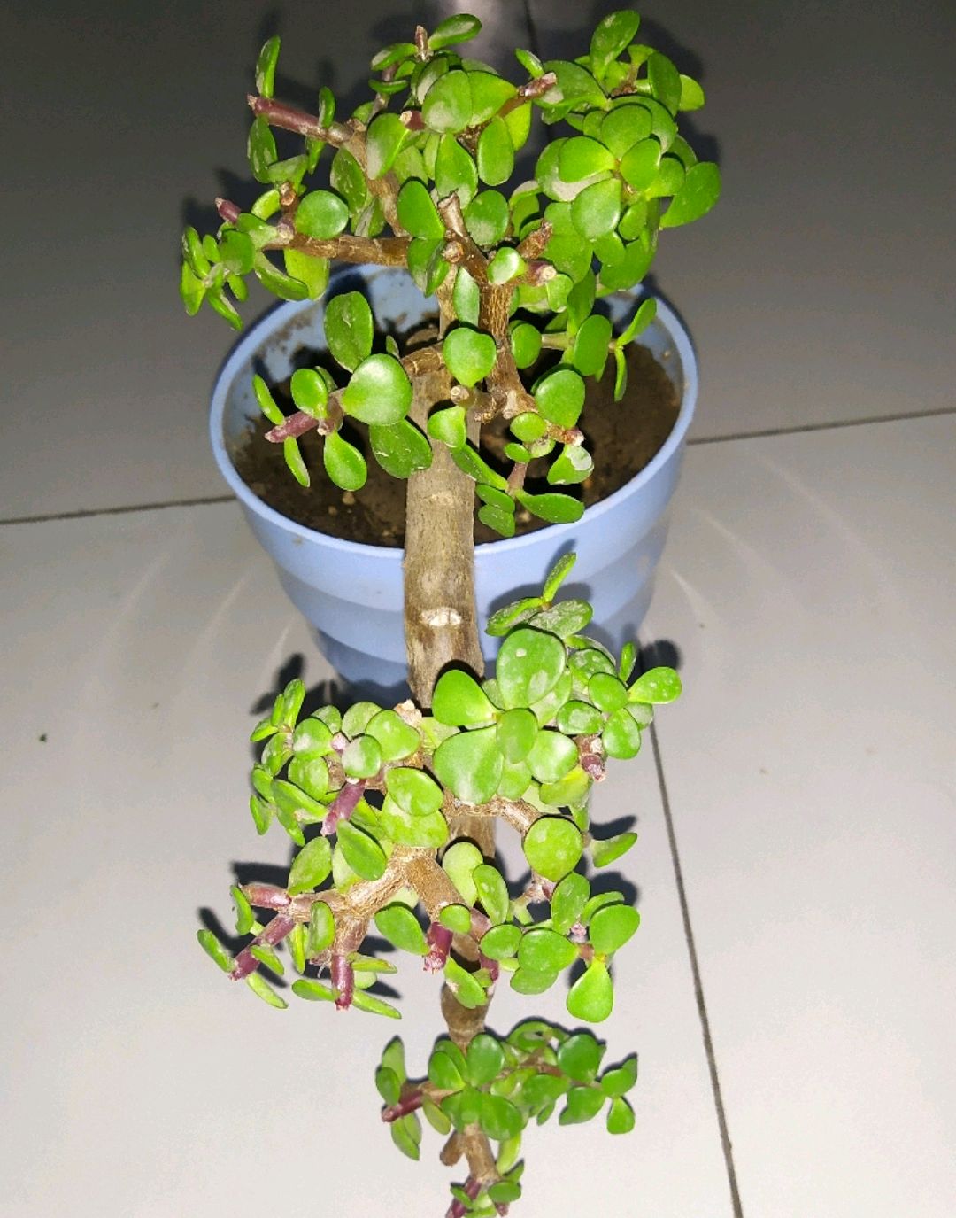 金枝玉叶的养殖方法和注意事项