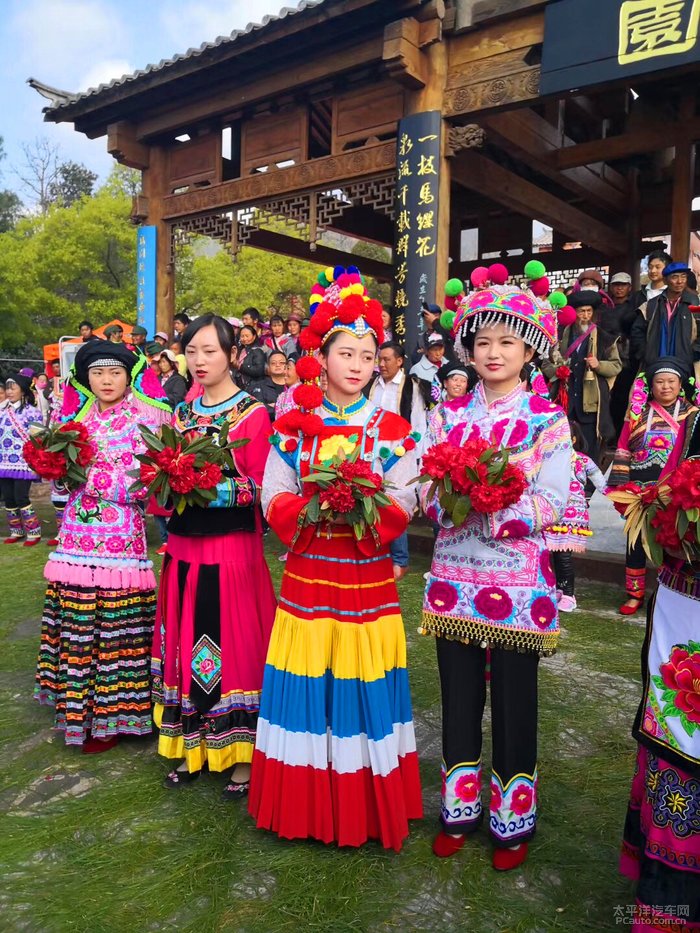 马缨花节图片