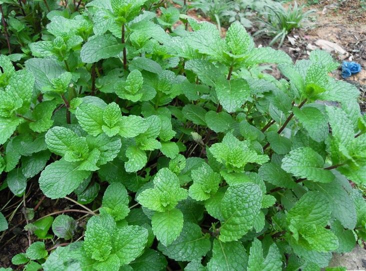 十香菜,河南的味道