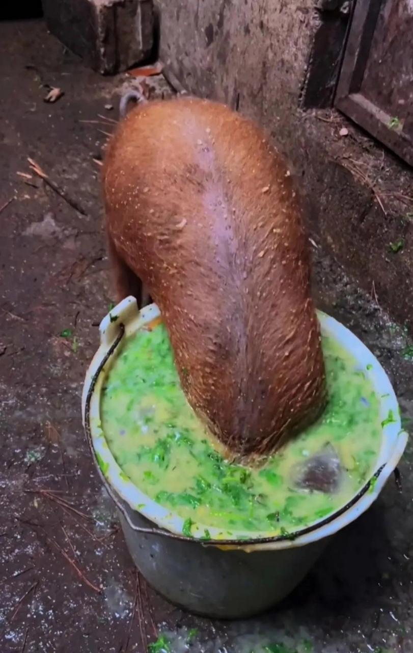 朋友圈猪吃饭整人照片图片