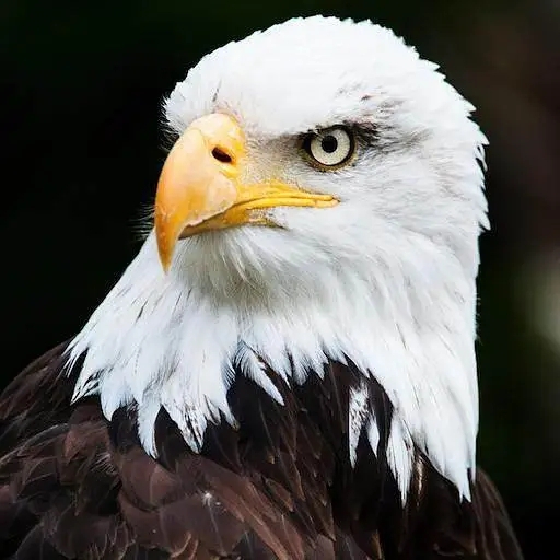 天干五合之丙辛合