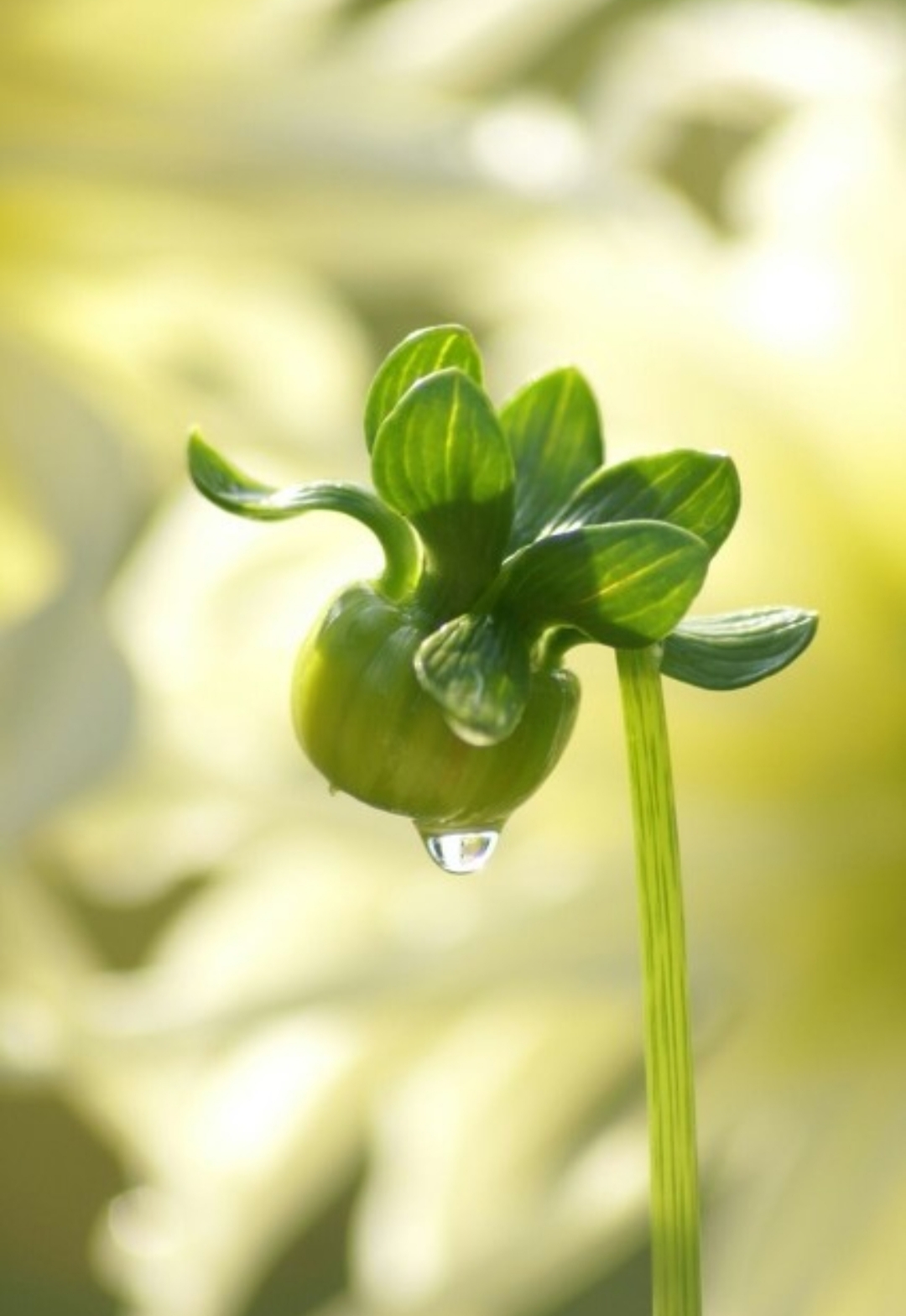 1080_1568竖版 竖屏